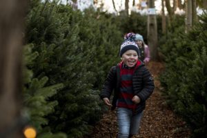 Find and Cut the Perfect Tree When You Visit the Christmas Tree Capital